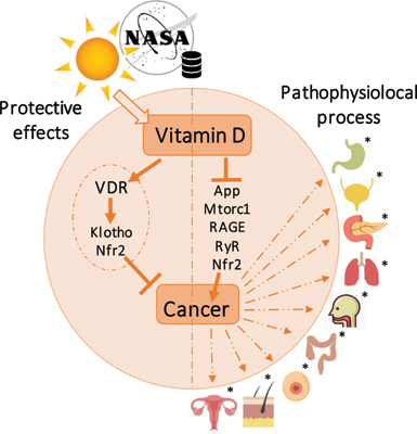 Vitamin D Health Benefits More | Sănătate, Medicale, Nutriție - Ovarian cancer vitamin d